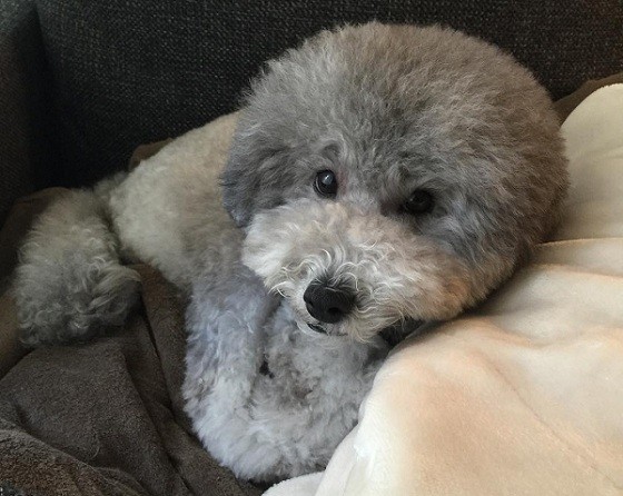 cute poodle photo