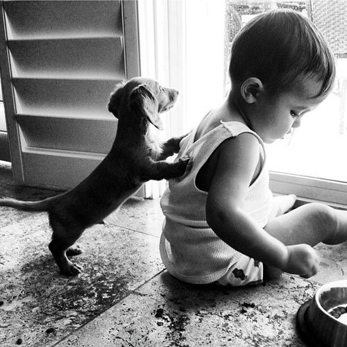 dachshund and baby