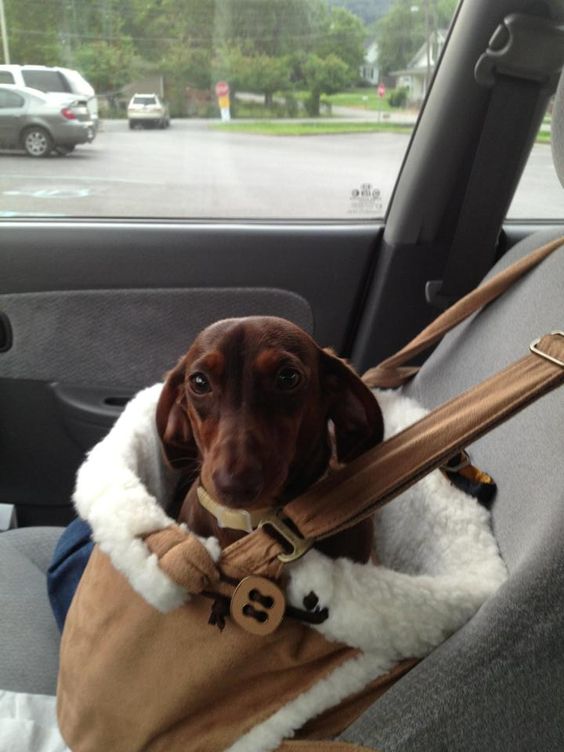 dachshund in car seat