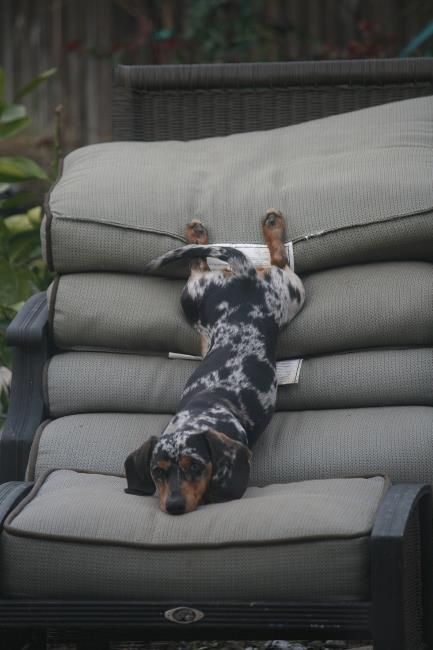 dachshund lazy