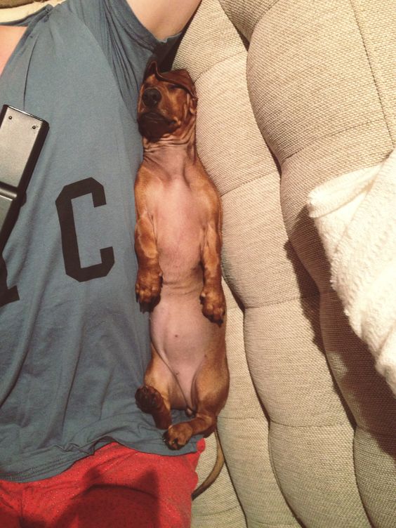 dachshund napping