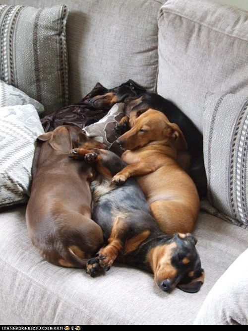 dachshund on couch