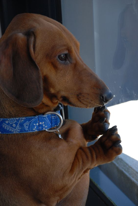 dachshund waiting