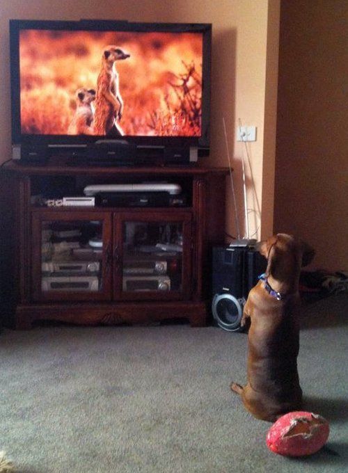 dachshund watching tv