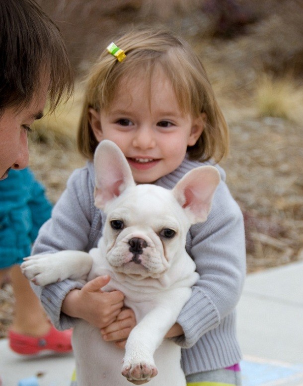 french bulldog child