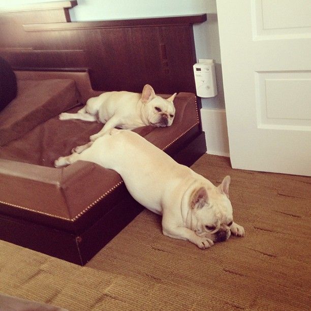 french bulldog lazy