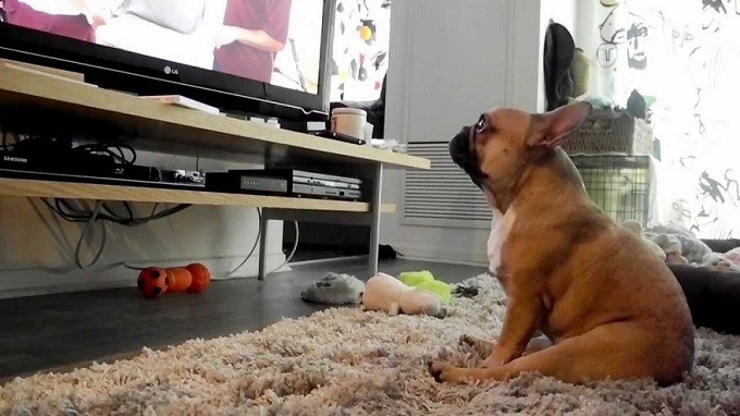 french bulldog tv