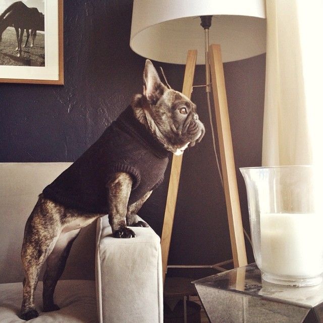 french bulldog waiting