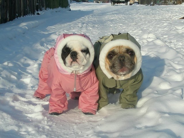 french bulldogs winter