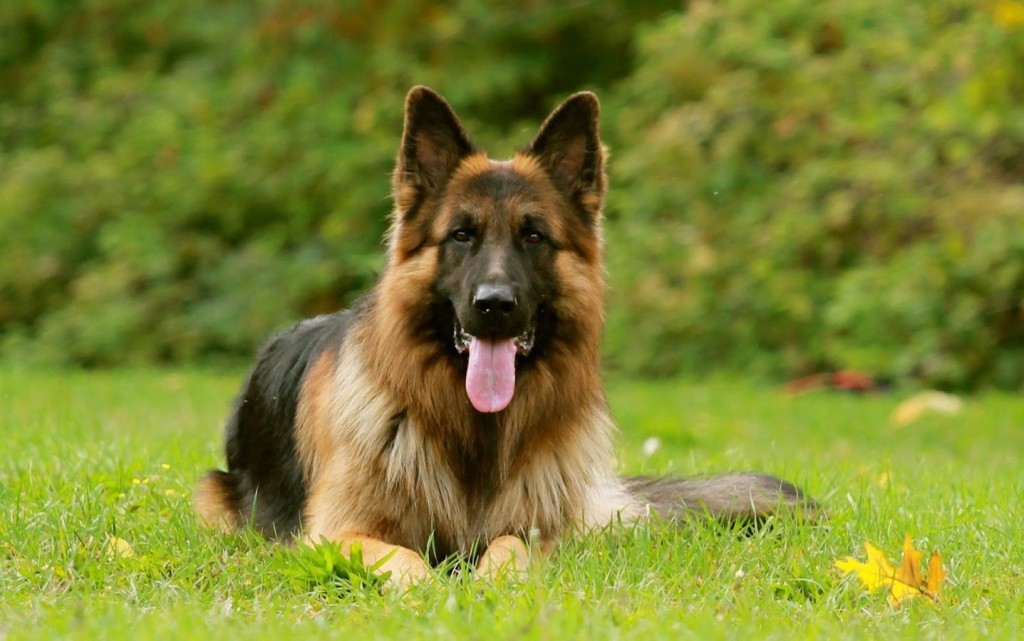 german shepherd