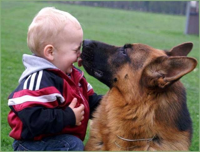 Resultado de imagen para german shepherd and kid