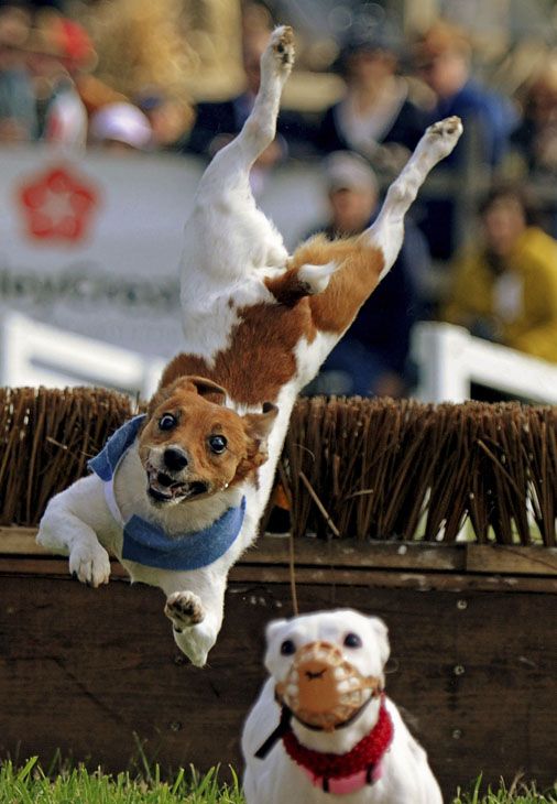 jack russell terrier crazy eye