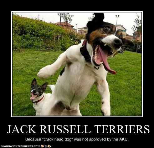 jack russell terrier crazy