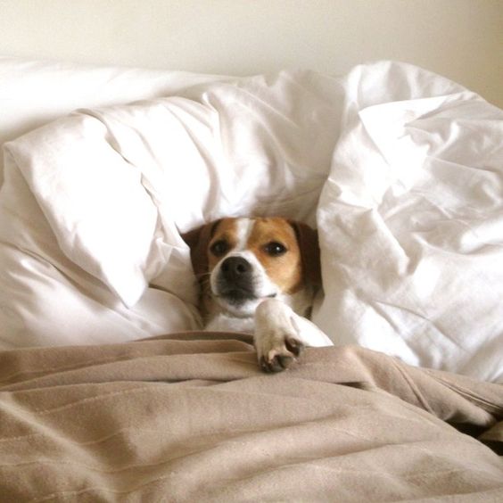 jack russell terrier in bed