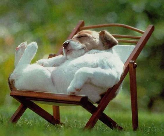 jack russell terrier lazy