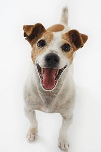 jack russell terrier love