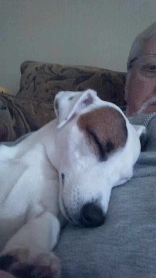 jack russell terrier napping