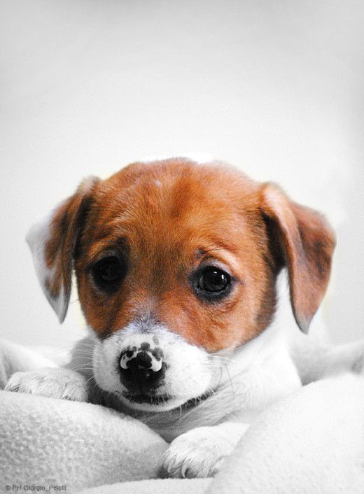 jack russell terrier puppy sad