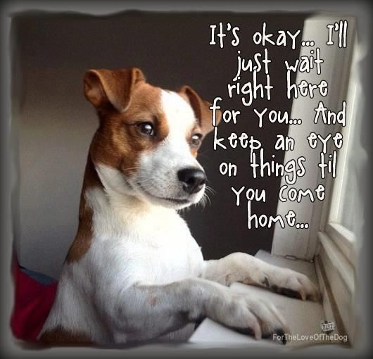 jack russell terrier waiting