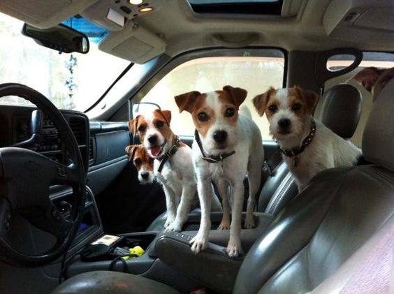 jack russell terriers in car
