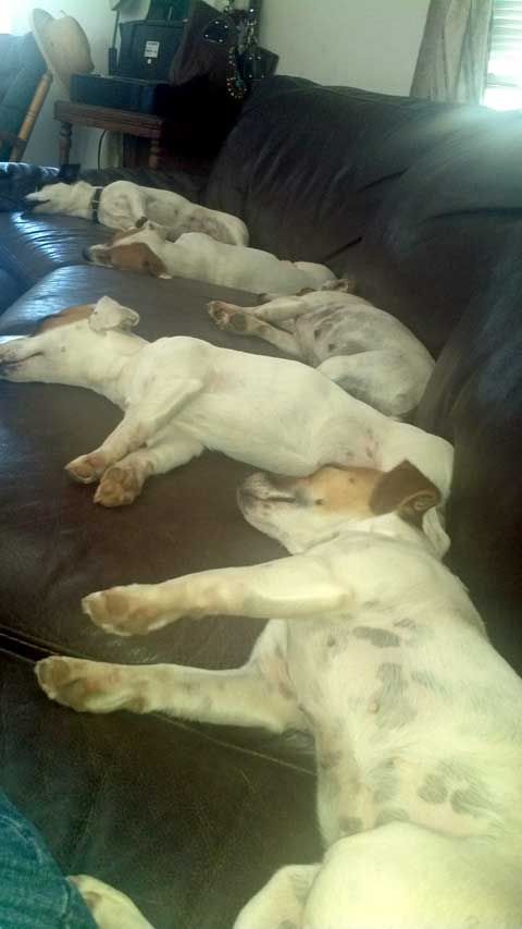 jack russell terriers on couch