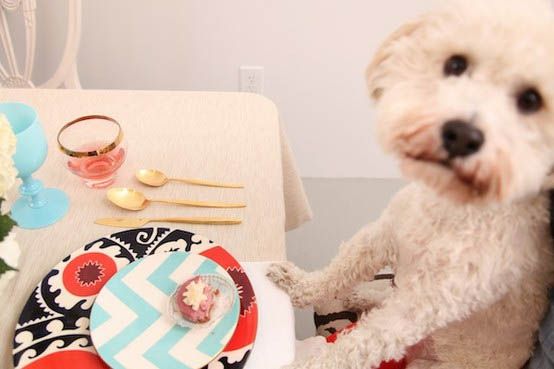 poodle at the table