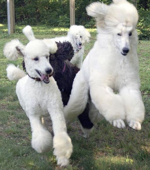 poodle flock