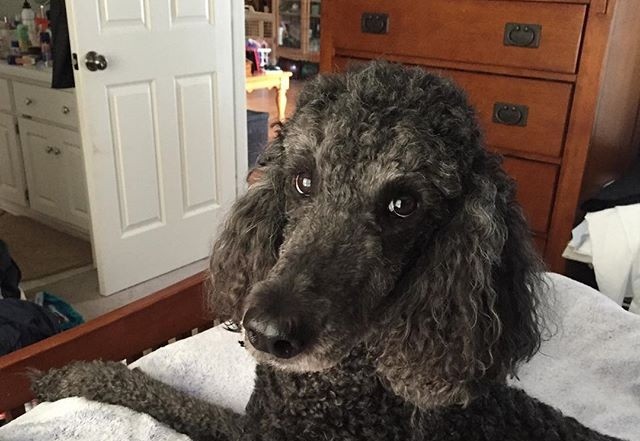 poodle in bed
