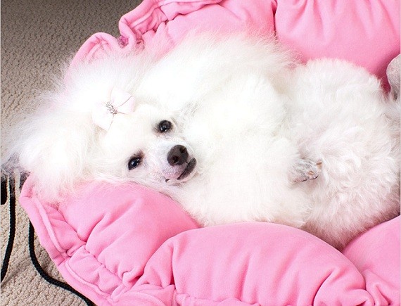 poodle in pink bed