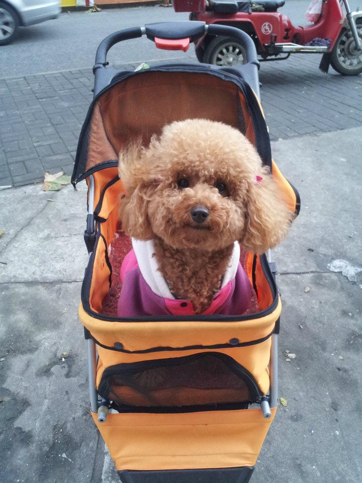 poodle in pram