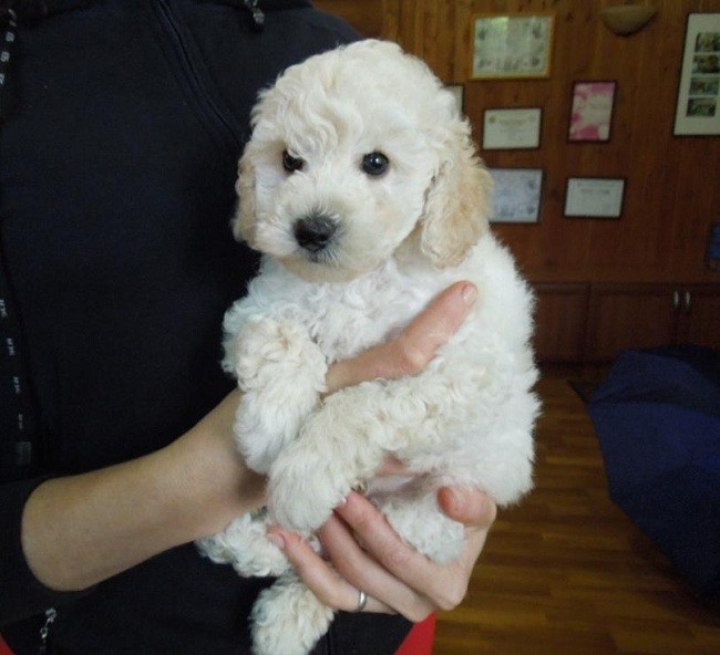 poodle puppy photo