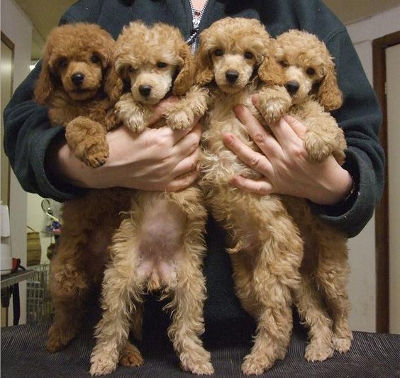 poodles dogs