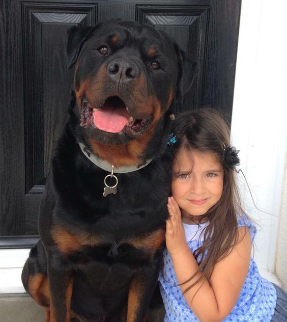 rottweiler best friend