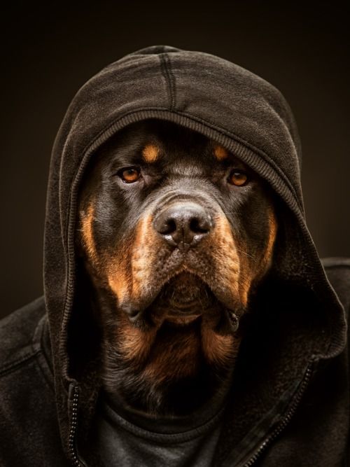 rottweiler cozy