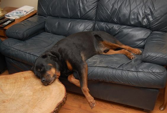 rottweiler on couch