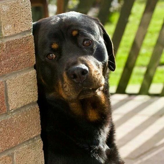 rottweiler sad