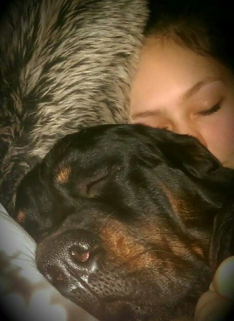 rottweiler sleeping