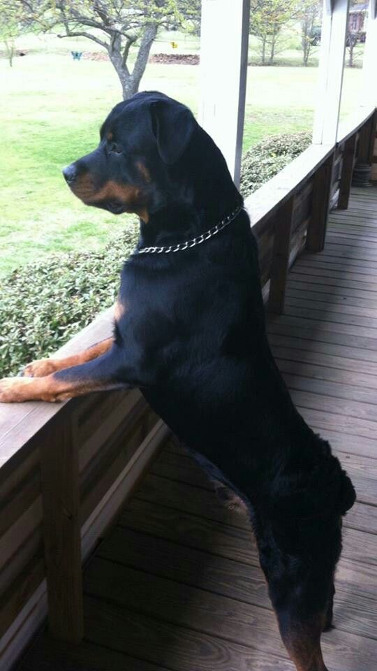 rottweiler waiting