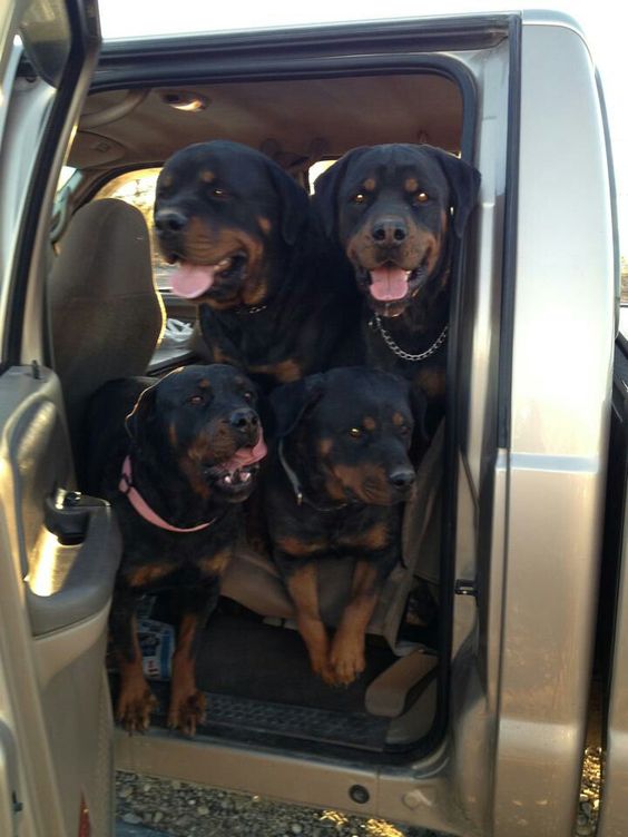 rottweilers in car