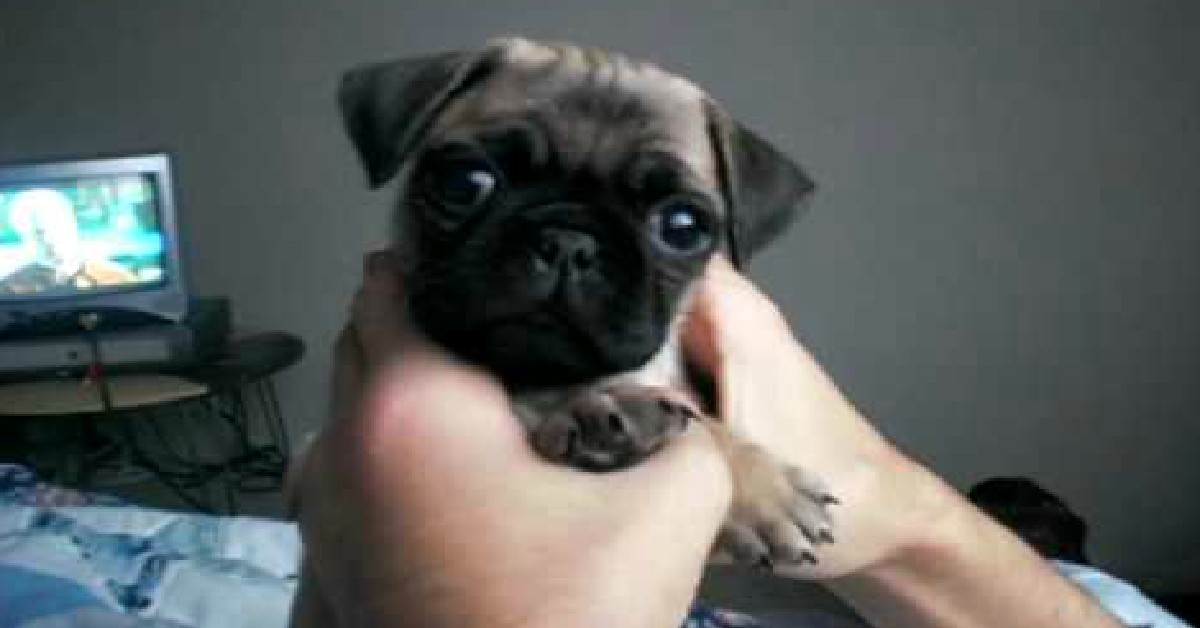Ready For A Pug Puppy Break? Meet Sausage Biscuit!
