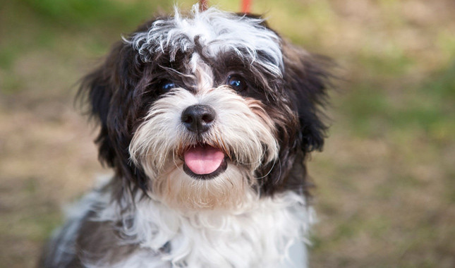 shih tzu temperament lively 12 realities new shih tzu owners must learn to accept shih tzu temperament lively 12 realities new shih tzu owners must learn to accept