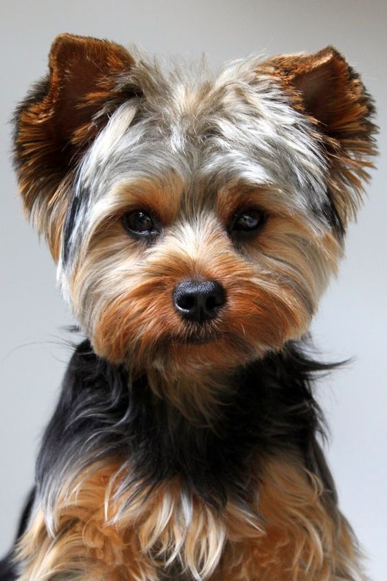 yorkie eye