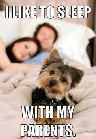 yorkie in bed