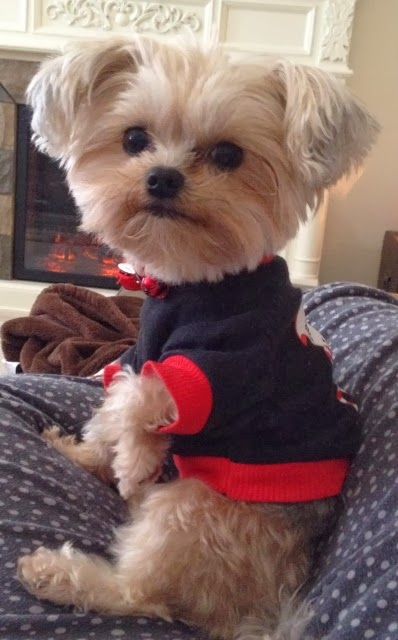 yorkie on couch