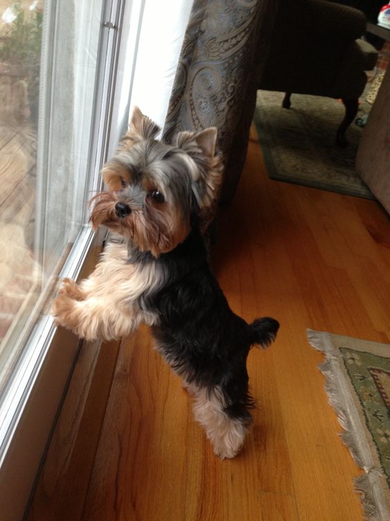 yorkie waiting