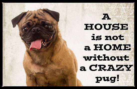 A House is not a home without a crazy pug