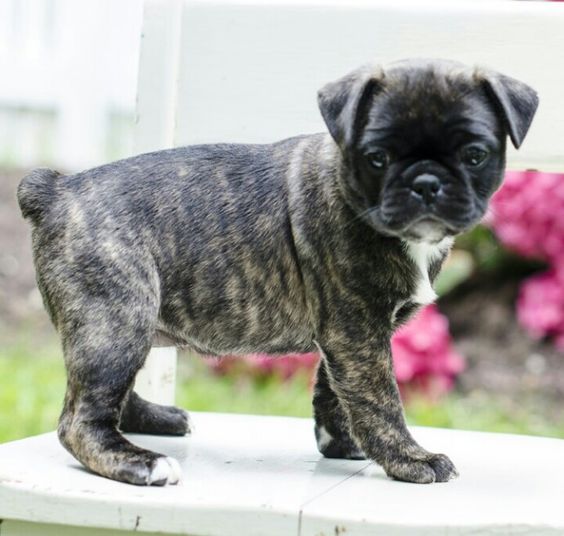 Bugg = Boston Terrier + Pug