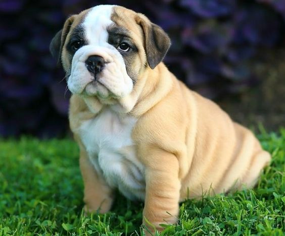 Bullpug 2 = Bulldog + Pug