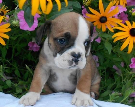 Bullpug = Bulldog + Pug