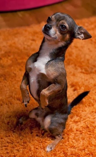 Chihuahua beg